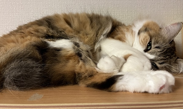 写真