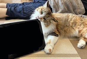 写真